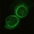 Immunofluorescence: SYNE1 Antibody [NBP1-00612] - Immunofluorescence staining of Nesprin1 (C1) in C2.